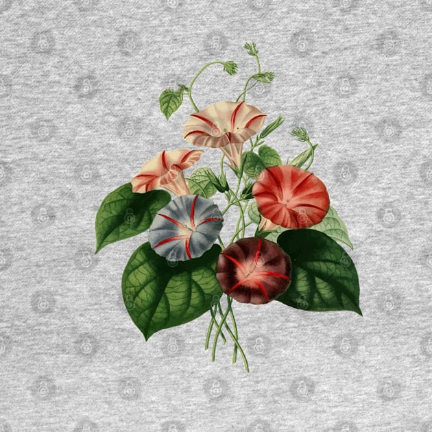 Beautiful Bindweed Botanical Vector Art by taiche